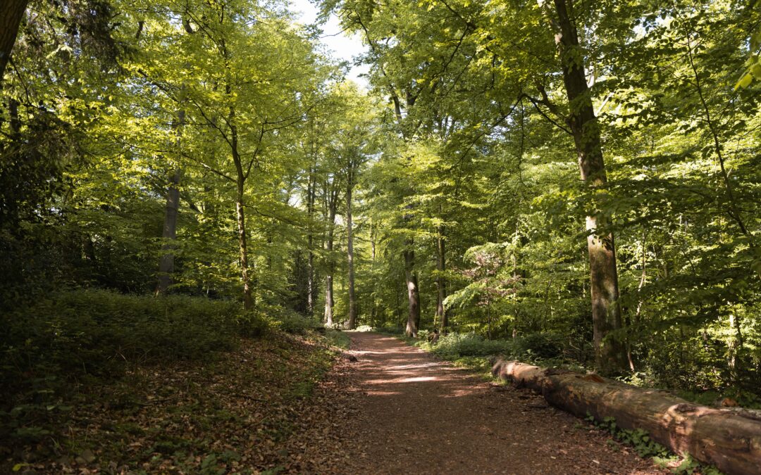 Verkehrssicherungspflicht im Wald: Was Waldbesitzer wirklich kontrollieren müssen